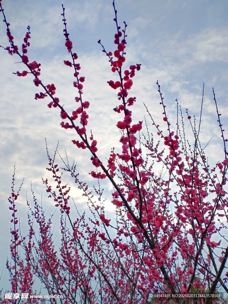 枝头绽放的艳丽红桃花