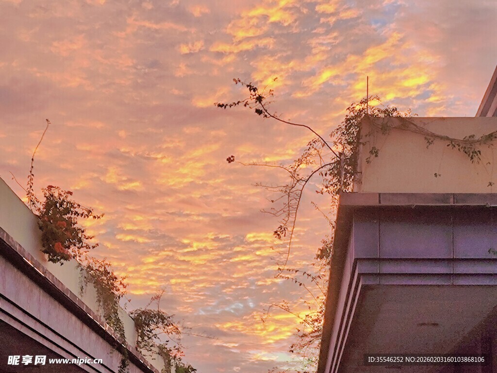 屋顶上的梦幻天空与植物