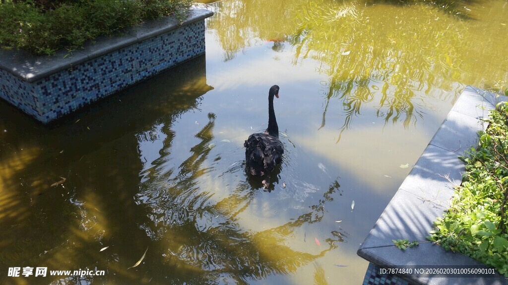 池塘中漫步的黑天鹅