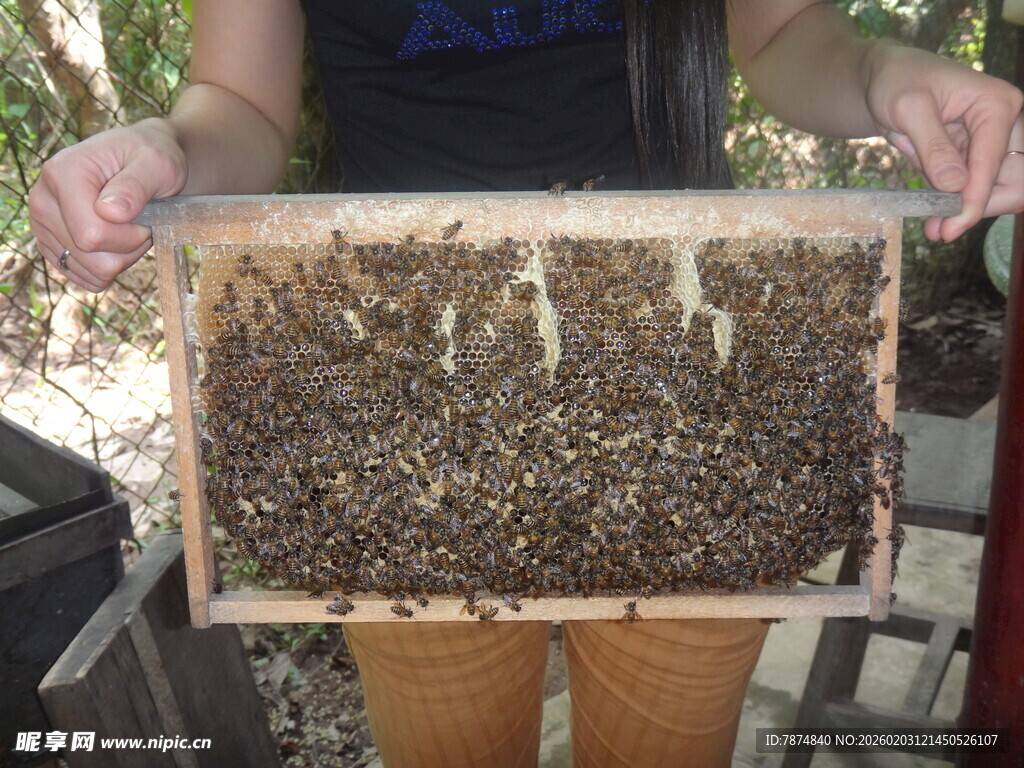 手持蜂箱的养蜂场景