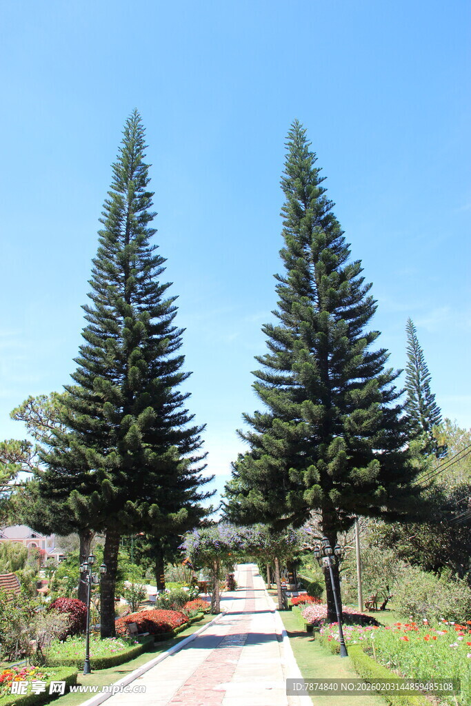 越南林间小道旁的高大松树