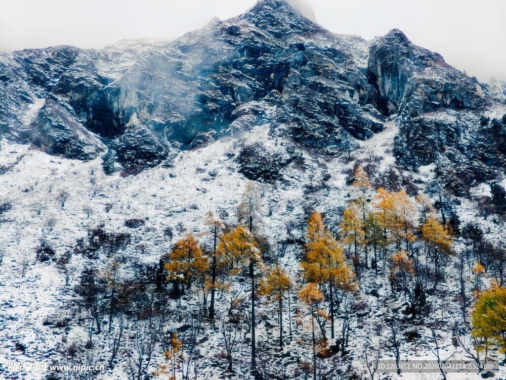 雪山下的金黄树林美景