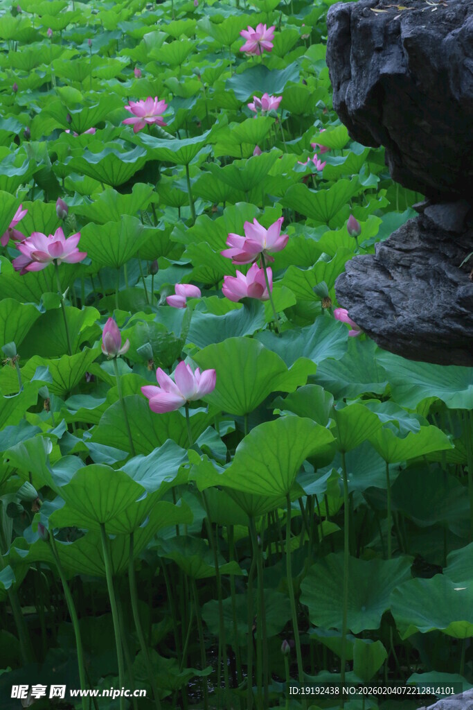 荷花荷叶  