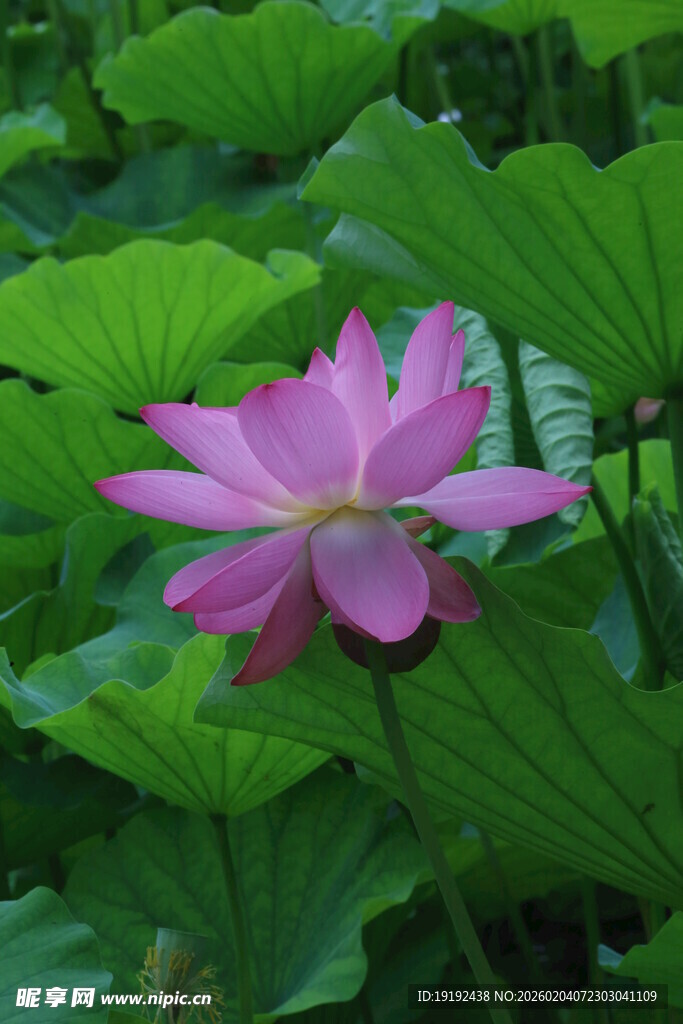 荷花荷叶 