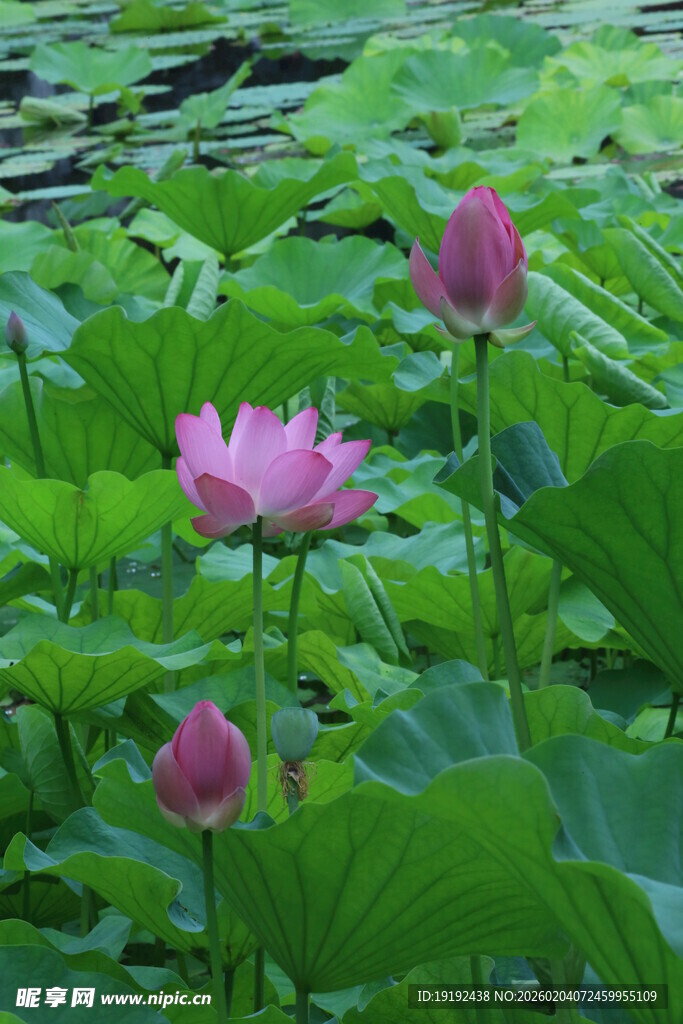 荷花荷叶  