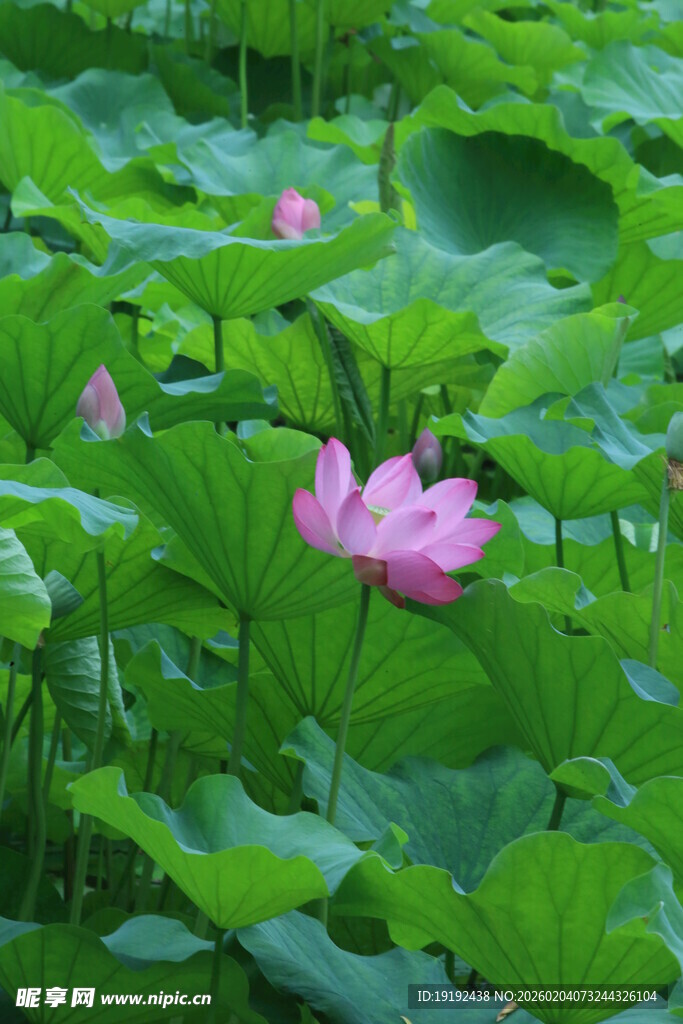 荷花荷叶 