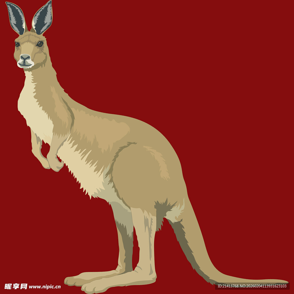 站立的袋鼠插画