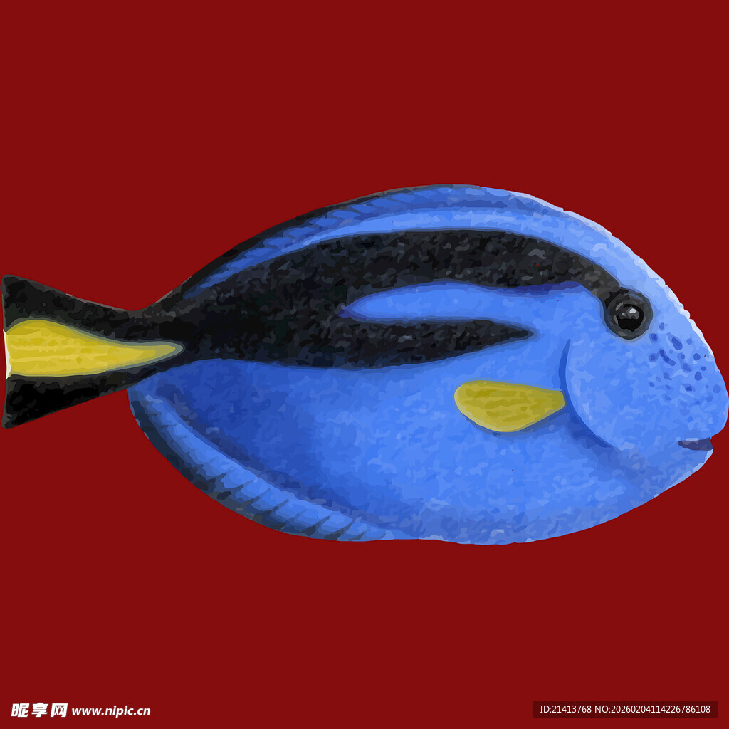 蓝色条纹热带鱼特写