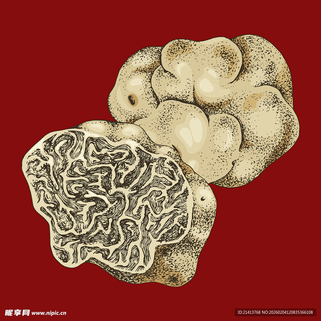 复古风格大脑解剖插画