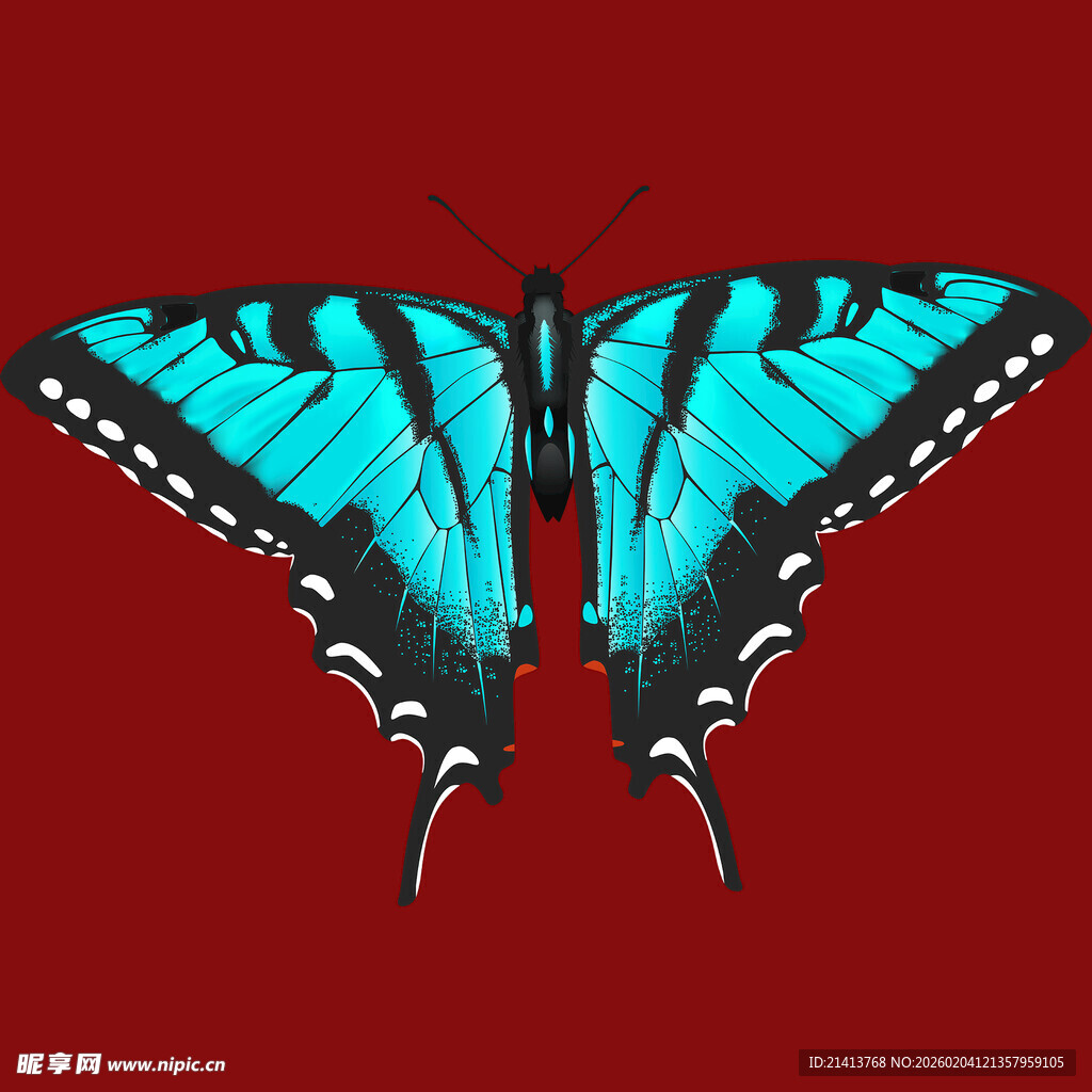 蓝黑蝴蝶展翅于红背景