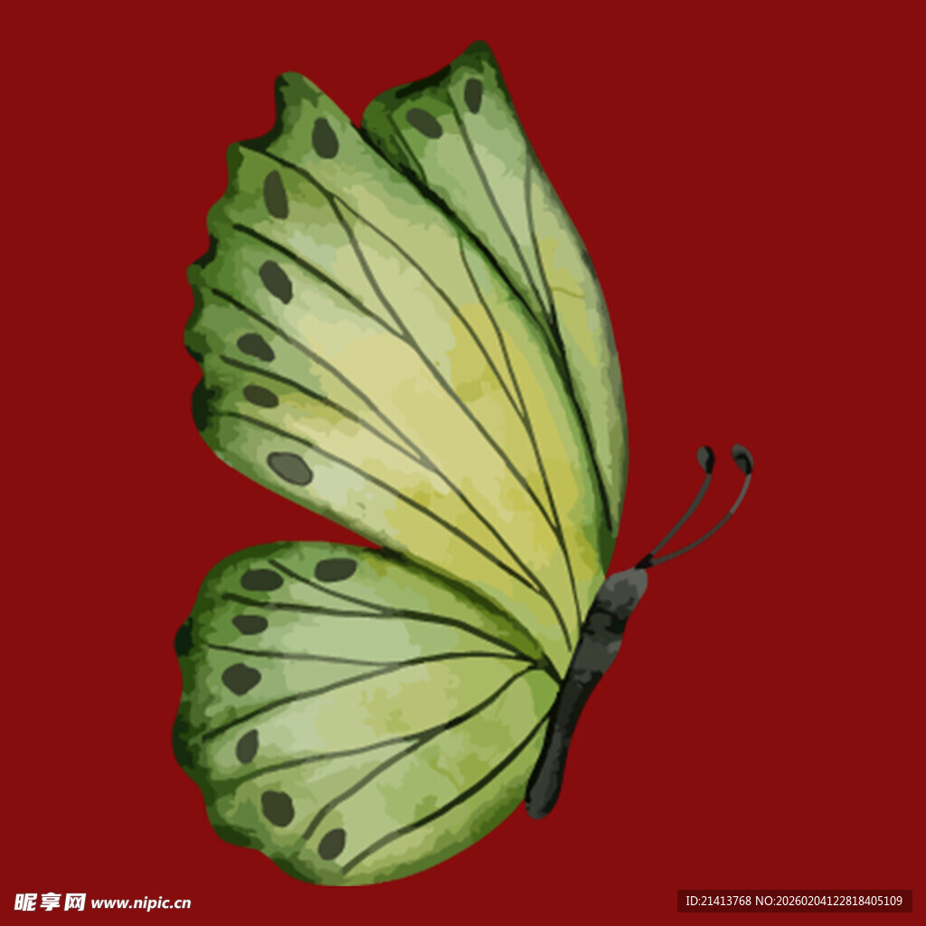 黄绿蝴蝶艳丽灵动之姿