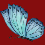 蓝色蝴蝶展翅于红背景