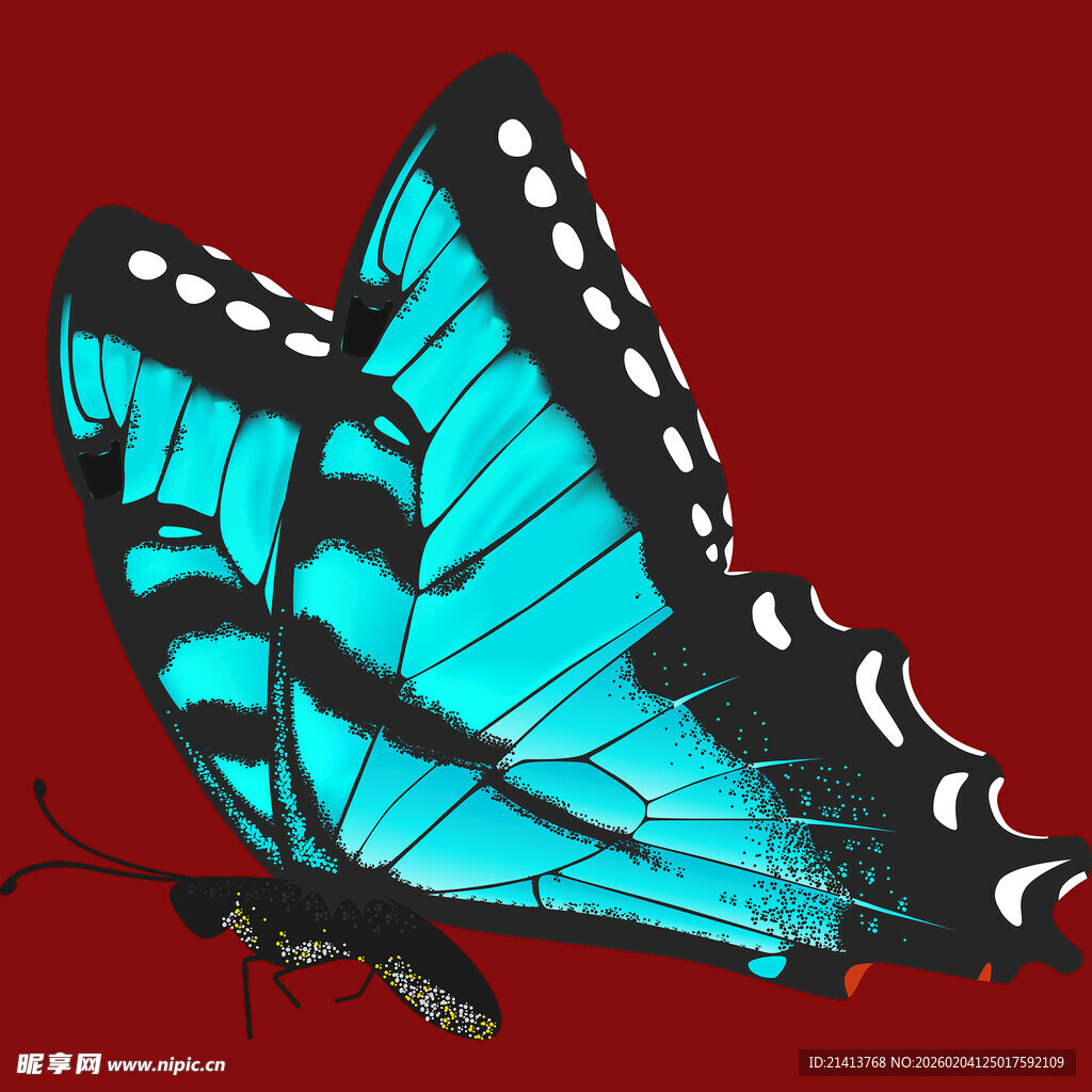 蓝黑相间美丽蝴蝶特写