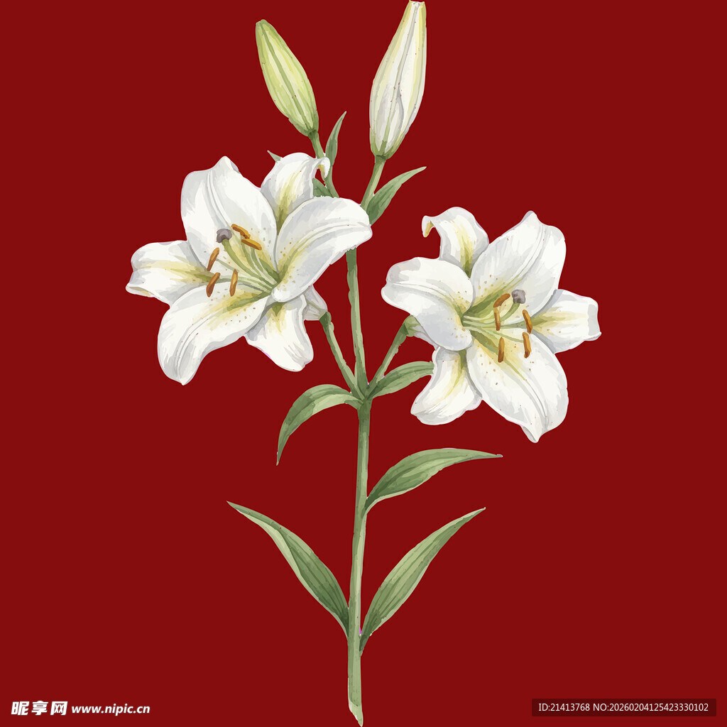 红色背景下的优雅白百合