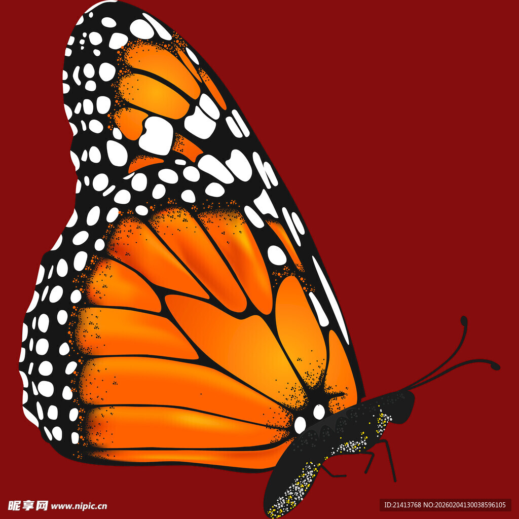 橙黑花纹蝴蝶特写