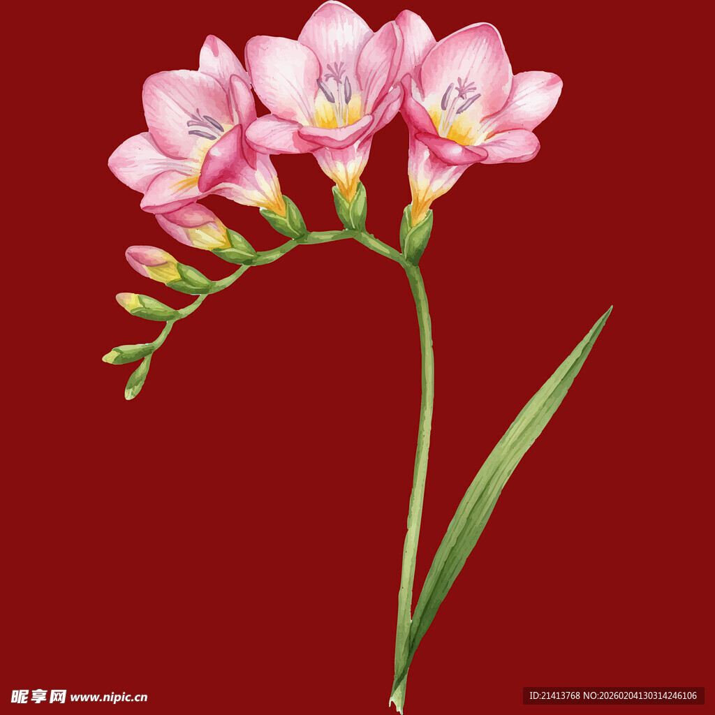 粉红香雪兰绽放