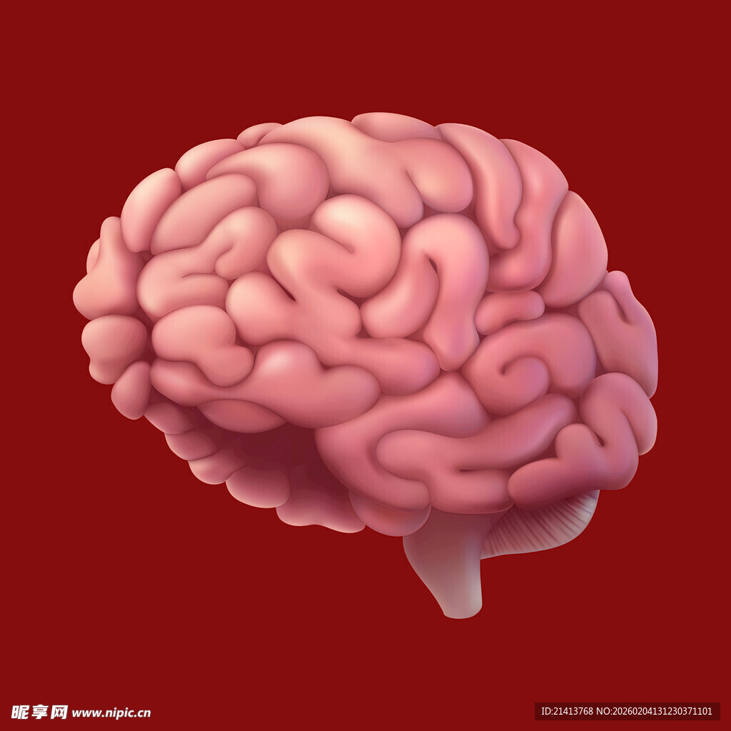 人类大脑模型展示