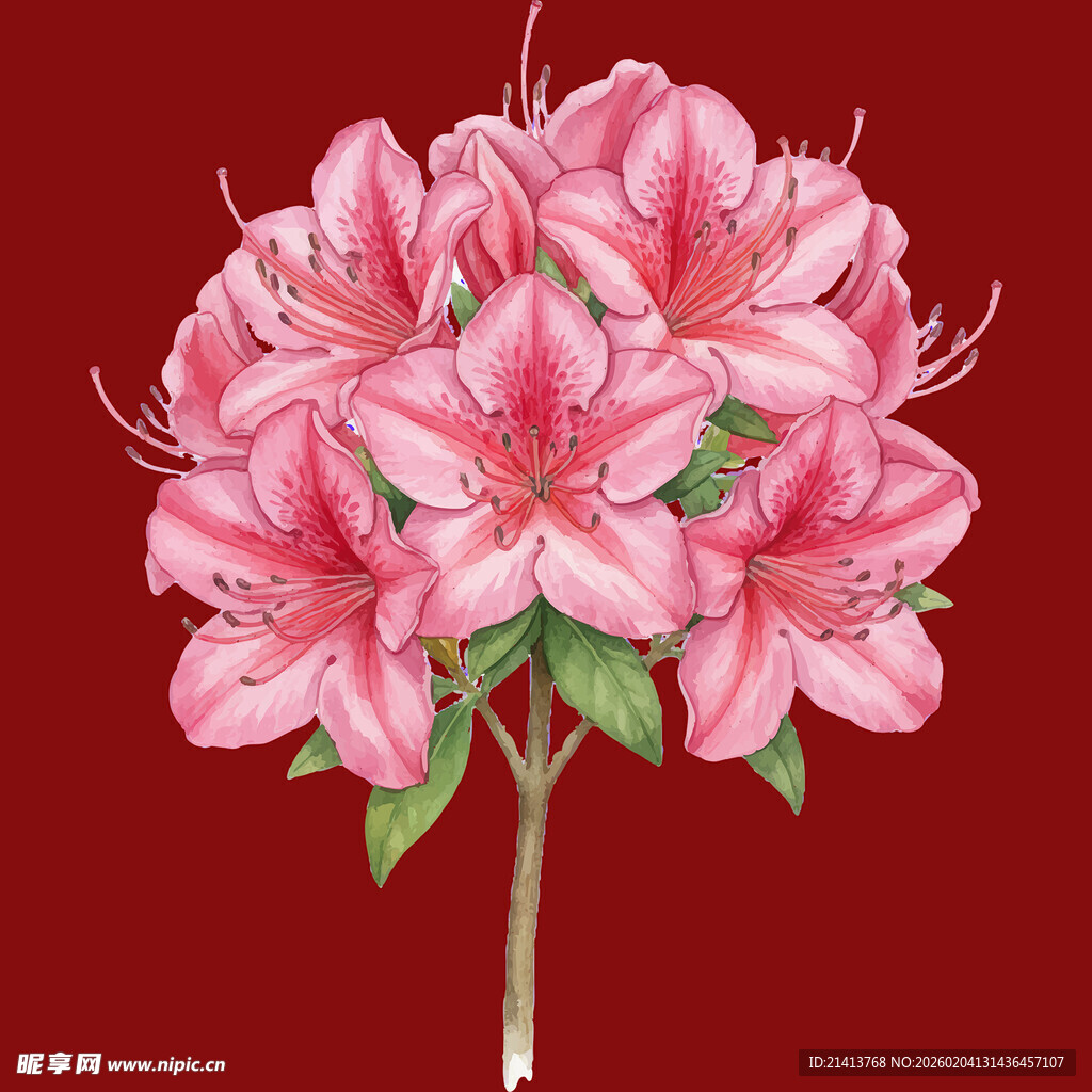 粉色艳丽杜鹃花插画