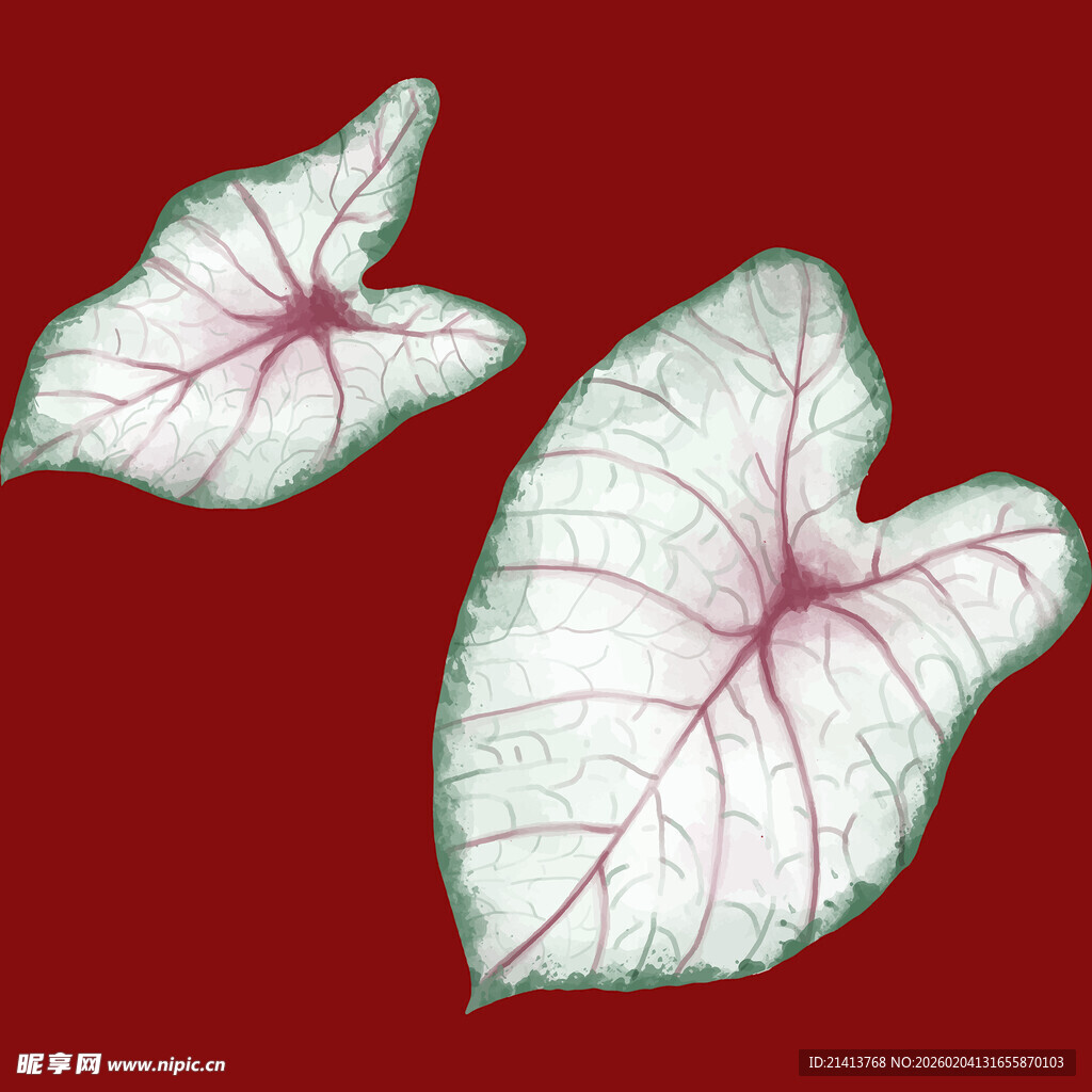 两株心形彩叶芋特写