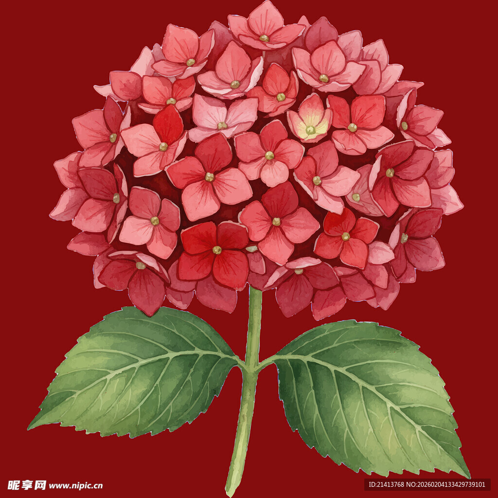 红色绣球花特写