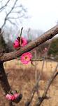 枝头绽放的娇艳粉色梅花
