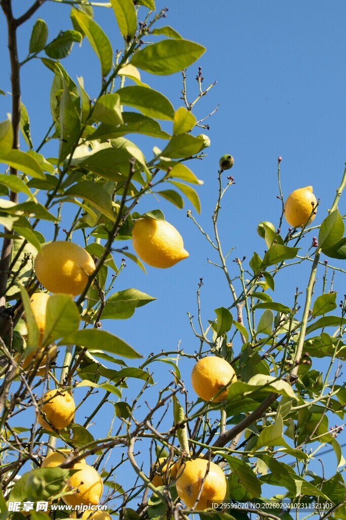 枝头黄果映蓝天