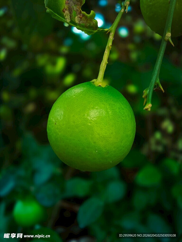 悬挂枝头的鲜绿青柠