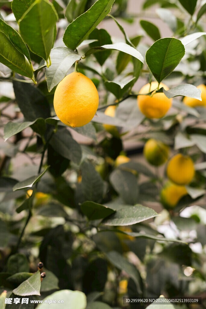 枝头挂着的鲜黄柠檬