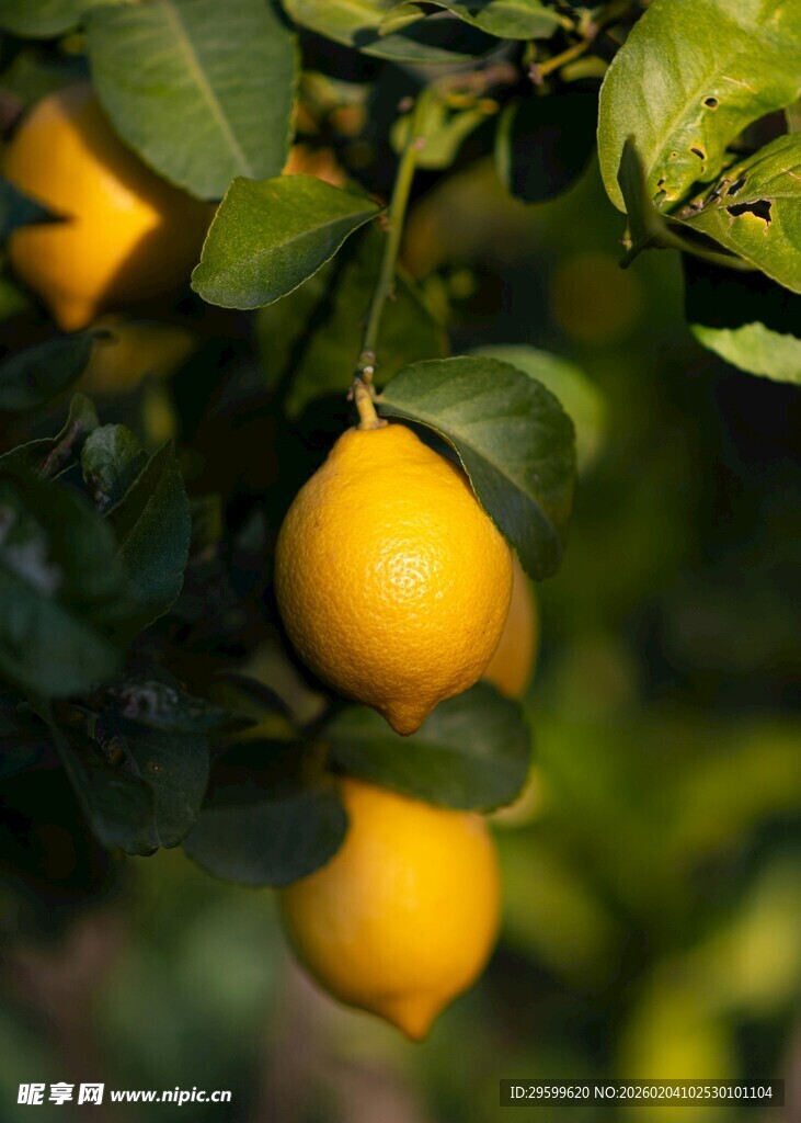 枝头鲜黄柠檬