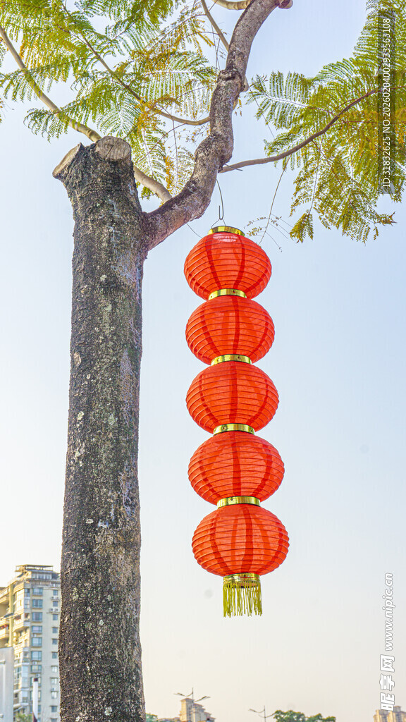 树上悬挂的喜庆红灯笼