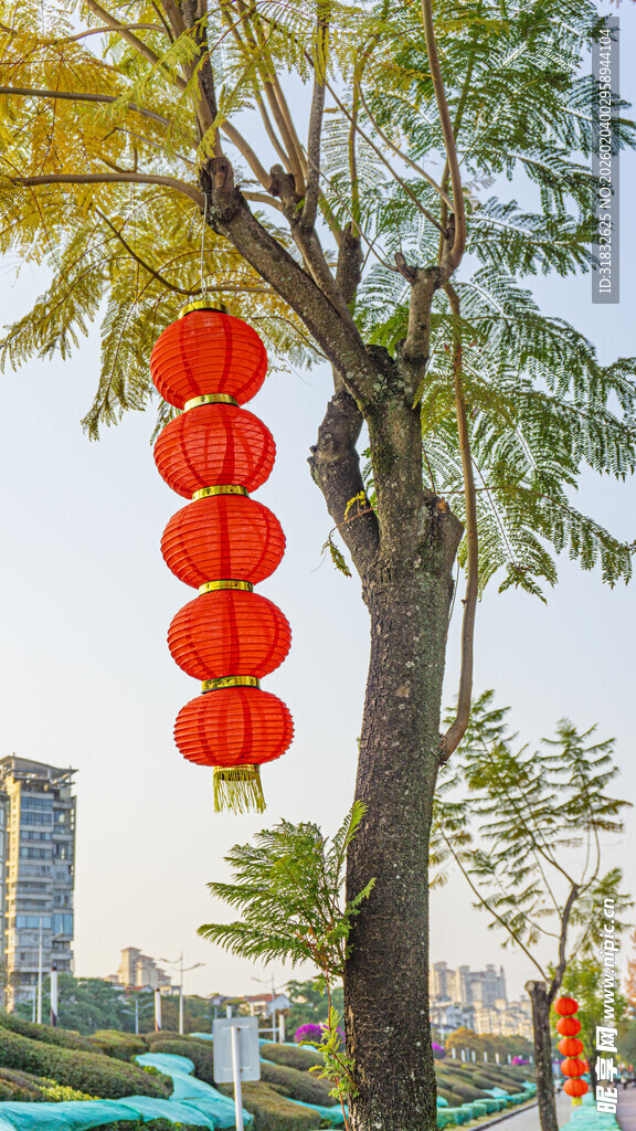 树上挂着的喜庆红灯笼