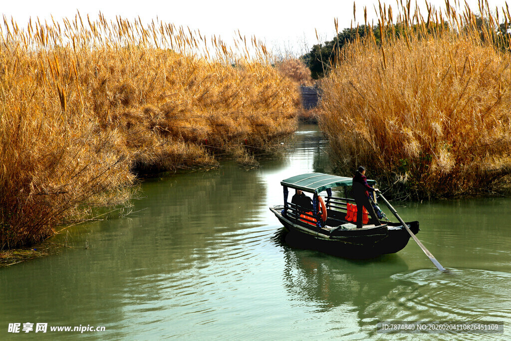 水乡小船穿行于芦苇间