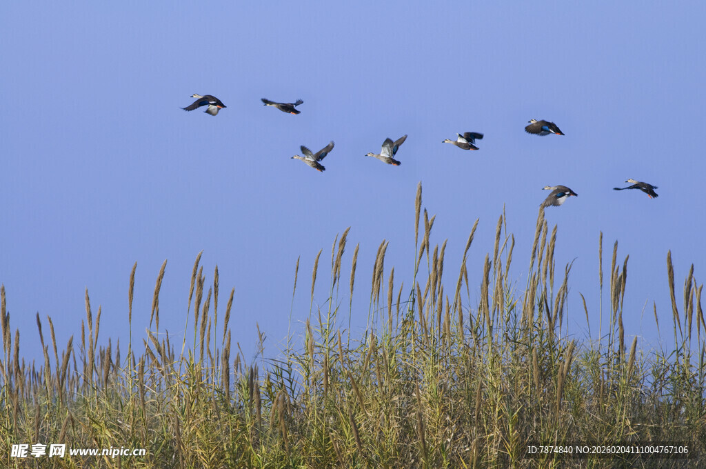 蓝天苇丛上的飞鸟群