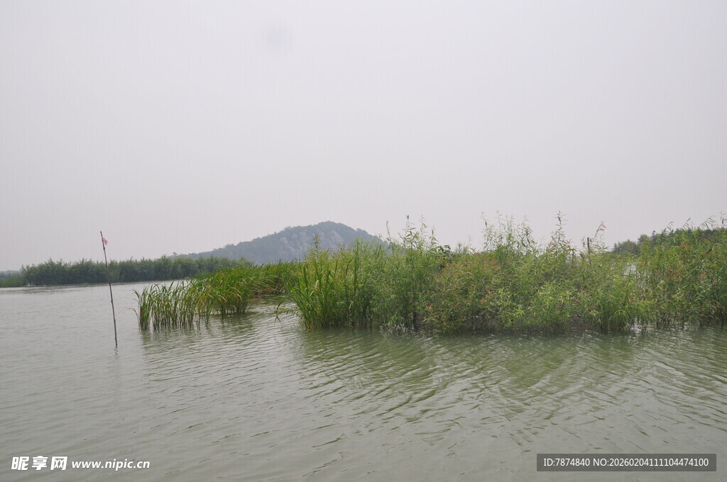 湖畔芦苇 静谧山水风光