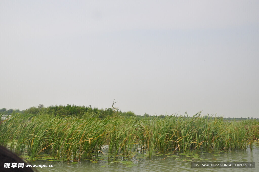 湖畔芦苇摇曳的自然景致