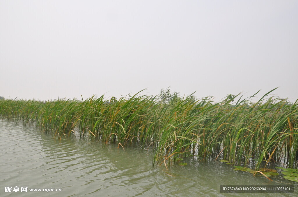 河畔芦苇荡 绿意盎然
