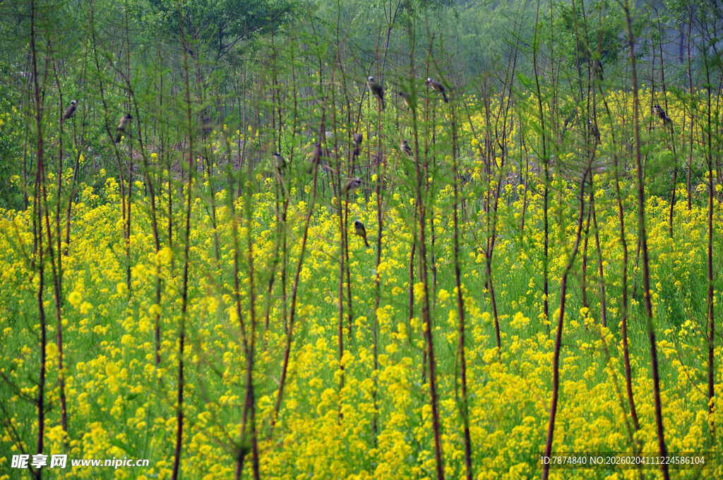 金黄油菜花田的美丽景致