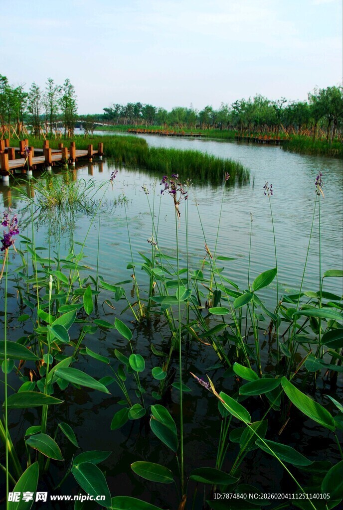 湖畔湿地风光