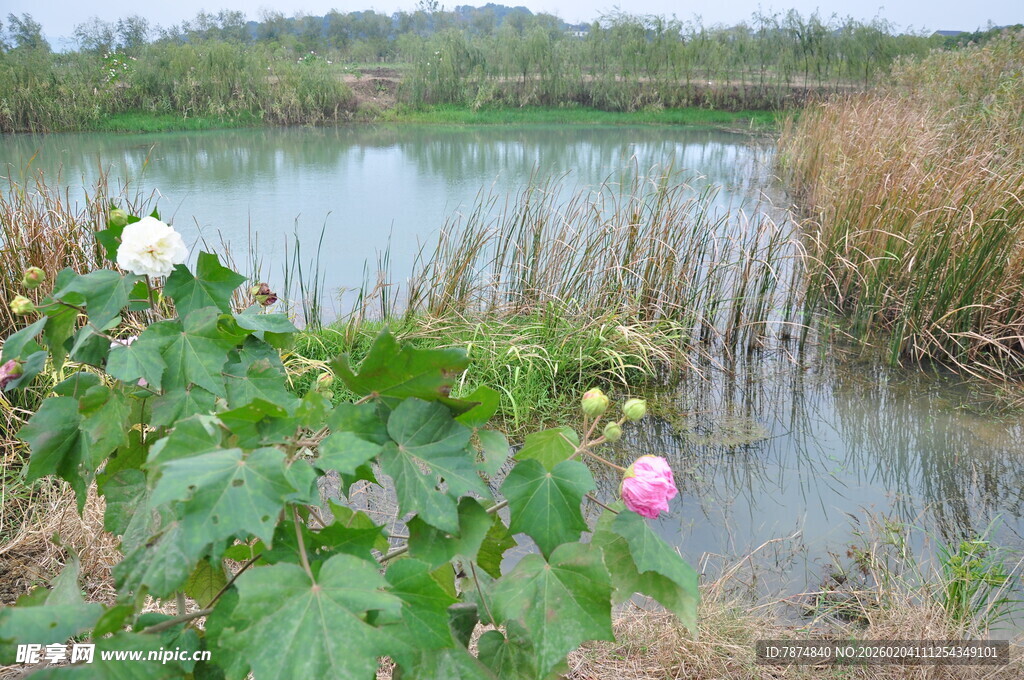 湖畔绽放的娇艳荷花