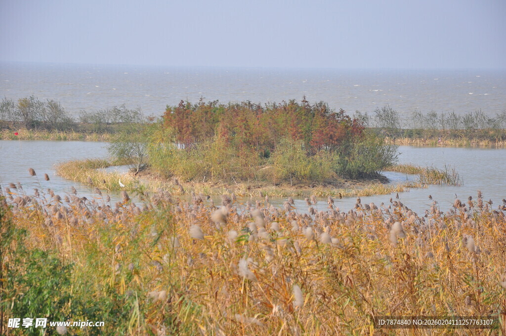 湖畔芦苇环绕的绿意小岛