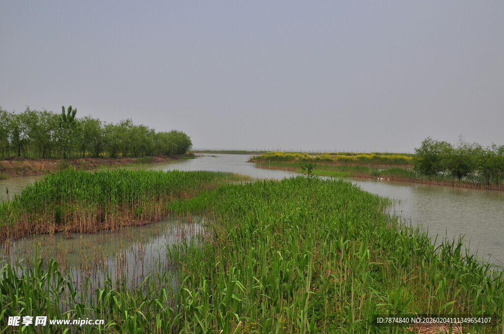 河畔葱郁湿地景观