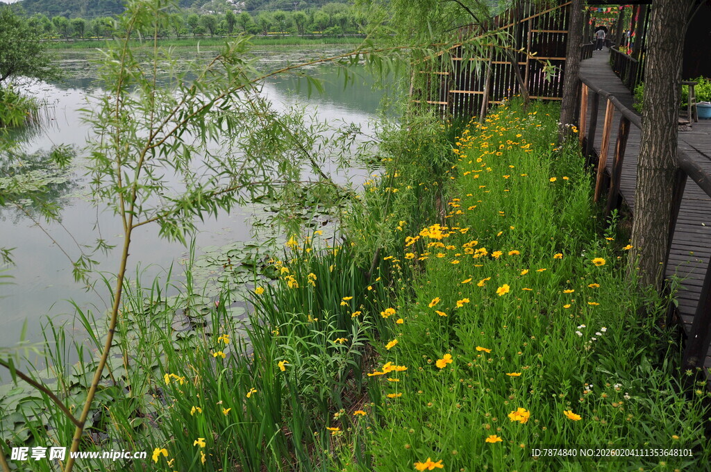 河畔黄花绿植景致迷人