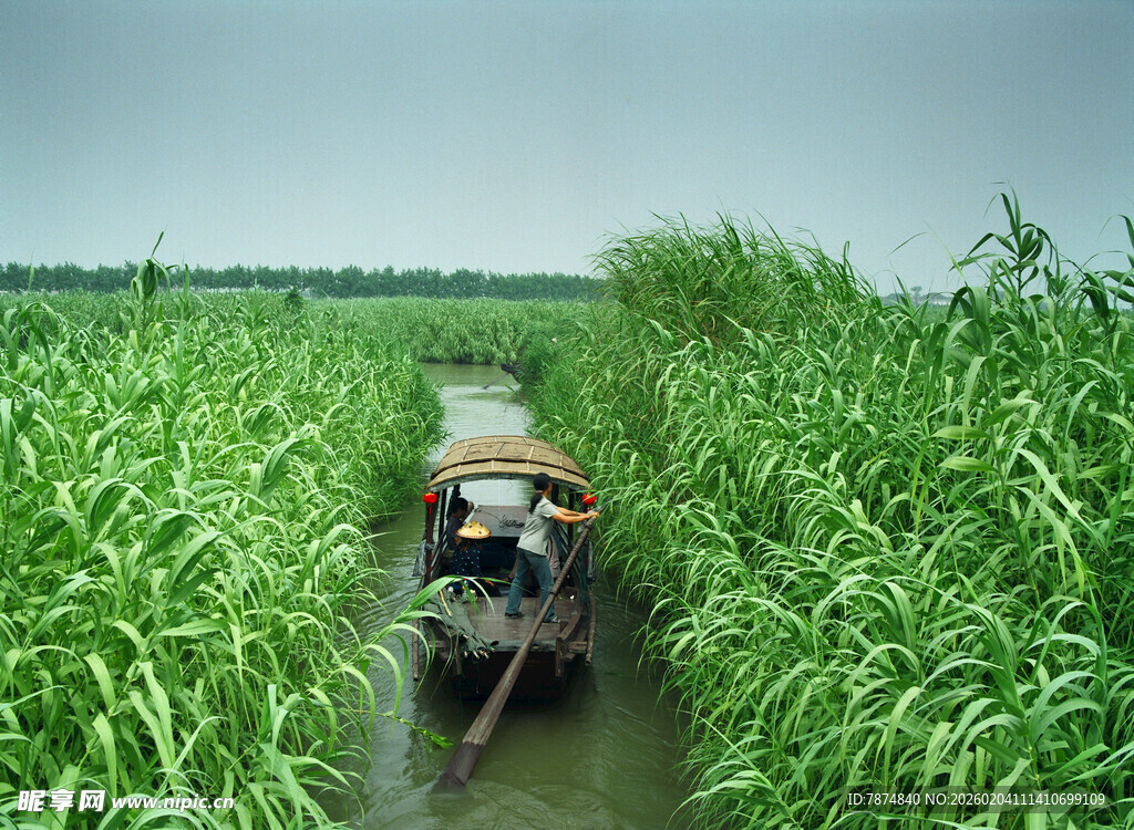 水乡小船穿行芦苇间