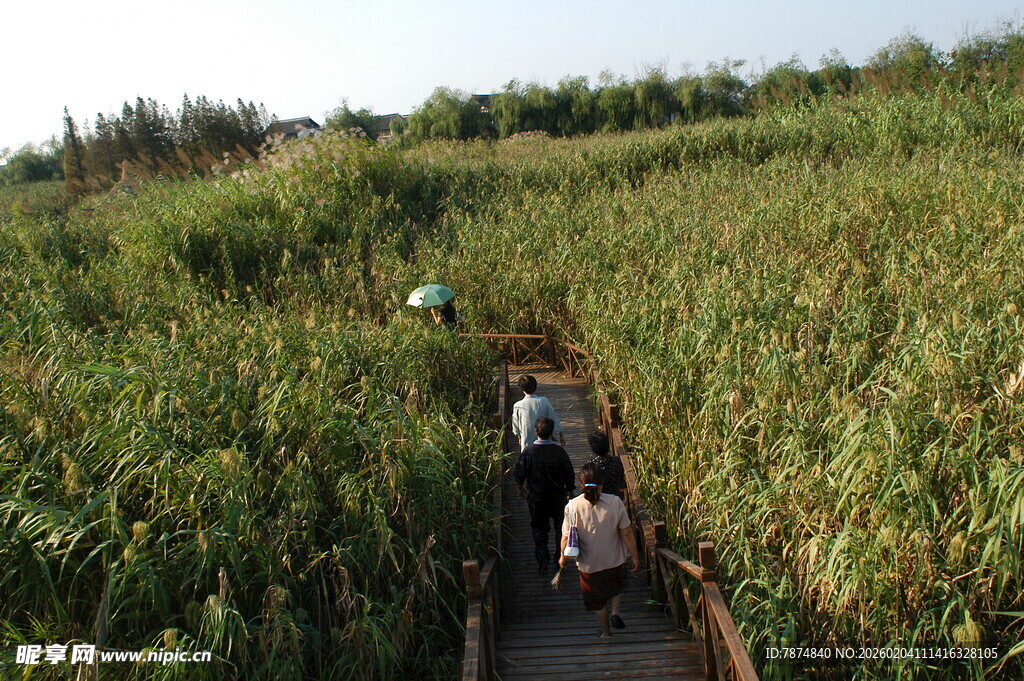 乘船穿行于茂盛芦苇丛间
