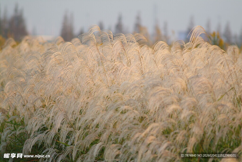 金黄芦苇荡 自然诗意风光