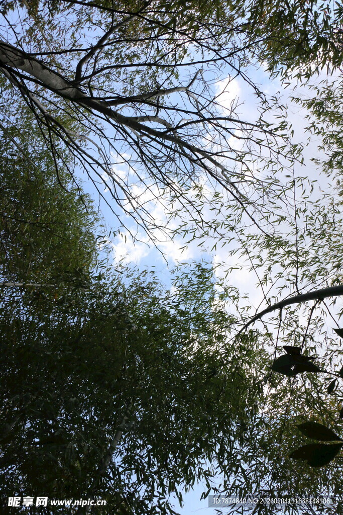 林间仰望天空的葱郁树冠