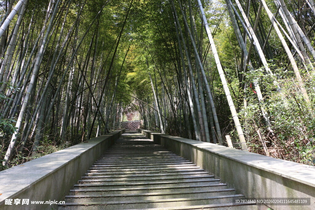 竹林中的幽静石阶小道