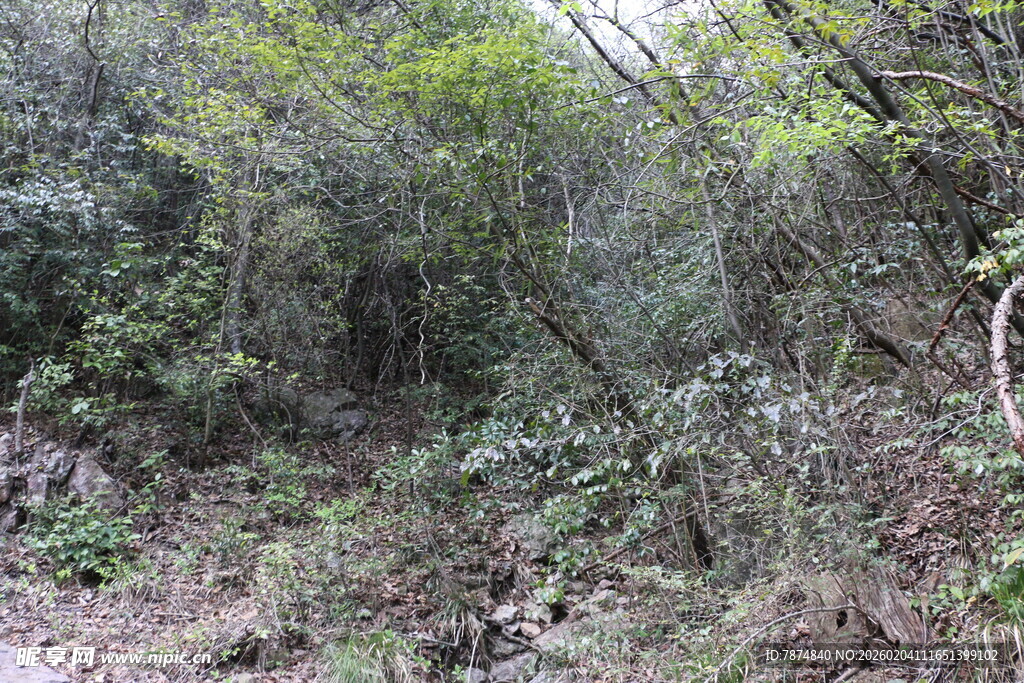 茂密丛林中的自然小径