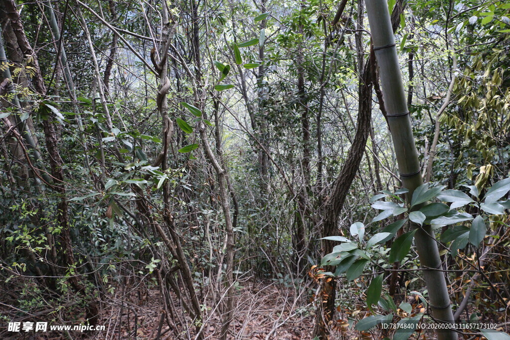 茂密丛林中的自然景致