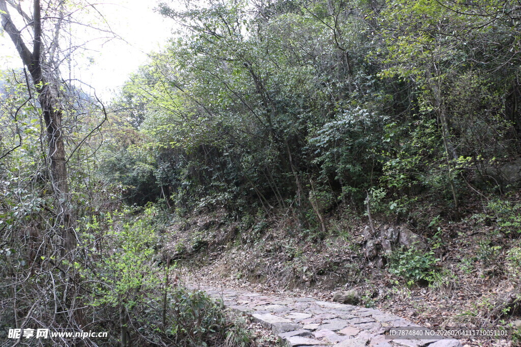 山间泥泞小道 绿植环绕